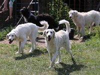 Puppys van Bliss040622-0164